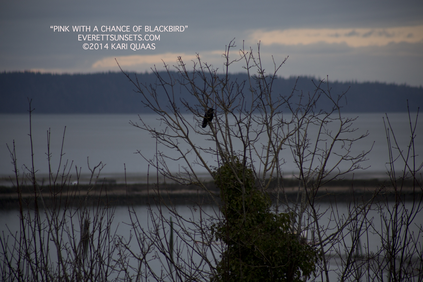 Pink with a Chance of Blackbird by Kari Quaas