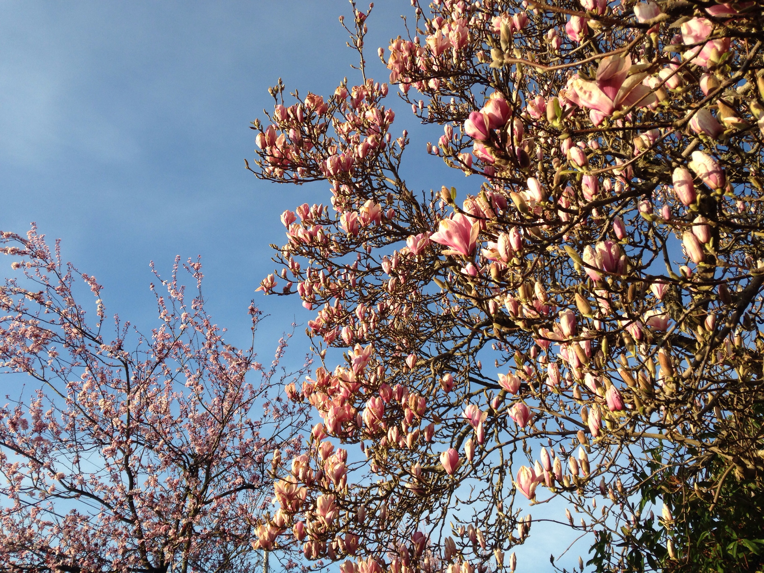 magnolias on grand ave by Kari Quaas